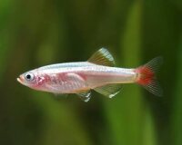 Kardinalfisch Gold / Tanichthys albonubes