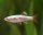Kardinalfisch Gold / Tanichthys albonubes