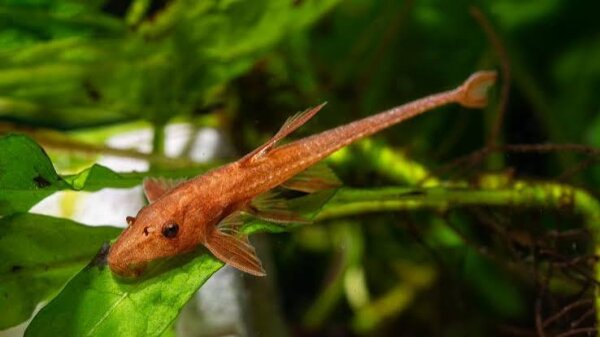 Roter Hexenwels / Leliella spec.