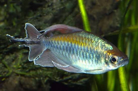 Blaue Kongosalmler / Phenacogrammus interruptus