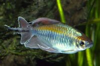 Blaue Kongosalmler / Phenacogrammus interruptus