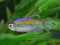 Blaue Kongosalmler / Phenacogrammus interruptus
