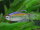 Blaue Kongosalmler / Phenacogrammus interruptus