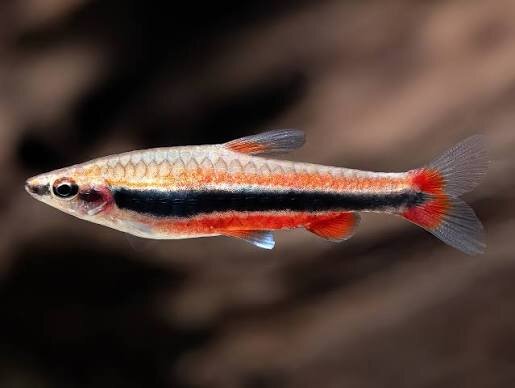 Längsbandziersalmler / Nannostomus beckfordi