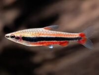 Längsbandziersalmler / Nannostomus beckfordi