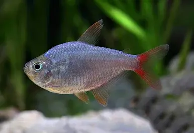 Rotblauer Kolumbianer / Hyphessobrycon columbianus