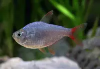 Rotblauer Kolumbianer / Hyphessobrycon columbianus