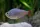 Rotblauer Kolumbianer / Hyphessobrycon columbianus