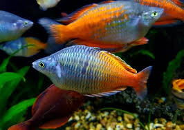 Bosemans Regenbogenfisch / Melanotaenia boesemani