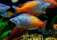 Bosemans Regenbogenfisch / Melanotaenia boesemani