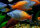 Bosemans Regenbogenfisch / Melanotaenia boesemani