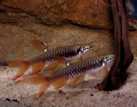 Spritzsalmler / Copella arnoldi