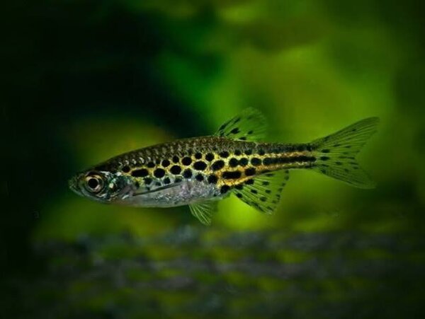 Leopardbärbling / Brachydanio frankei