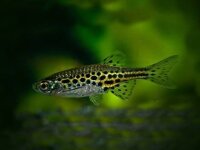 Leopardbärbling / Brachydanio frankei
