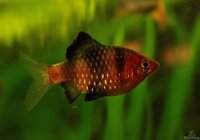 Purpurkopfbarbe / Barbus nigrofasciatus
