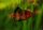 Purpurkopfbarbe / Barbus nigrofasciatus