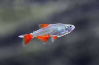 Rautenflecksalmler / Aphyocharax anisitsi