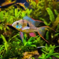 Bolivianischer Schmetterlingsbuntbarsch / Mikrogeophagus...