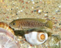 Schneckenbuntbarsch / Neolamprologus multifasciatus