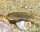 Schneckenbuntbarsch / Neolamprologus multifasciatus
