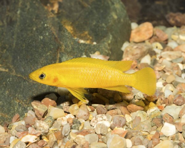 Tanganjika-Goldcichlide / Neolamprologus leleupi orange