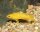 Tanganjika-Goldcichlide / Neolamprologus leleupi orange