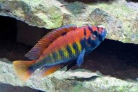 Nyereres Viktoriaseebuntbarsch / Haplochromis Nyererei