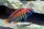 Nyereres Viktoriaseebuntbarsch / Haplochromis Nyererei
