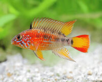Villavicencio Zwergbuntbarsch / Apistogramma macmasteri