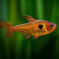 Roter Phantomsalmler / Hyphessobrycon sweglesi