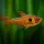 Roter Phantomsalmler / Hyphessobrycon sweglesi