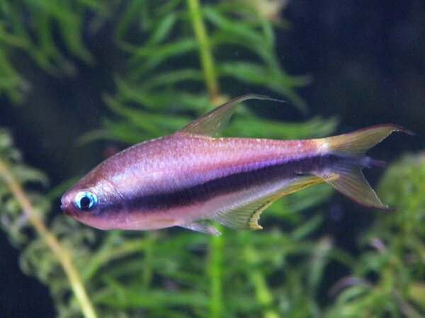 Kaisersalmler / Nematobrycon palmeri