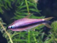 Kaisersalmler / Nematobrycon palmeri