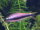 Kaisersalmler / Nematobrycon palmeri