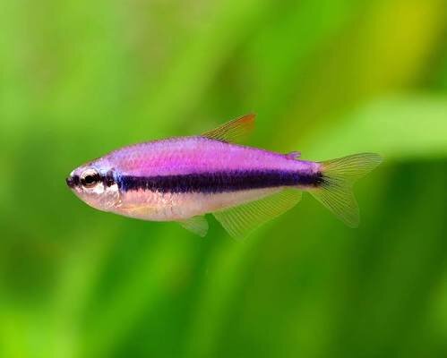 Königssalmler / Inpaichthys kerri