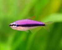 Königssalmler / Inpaichthys kerri