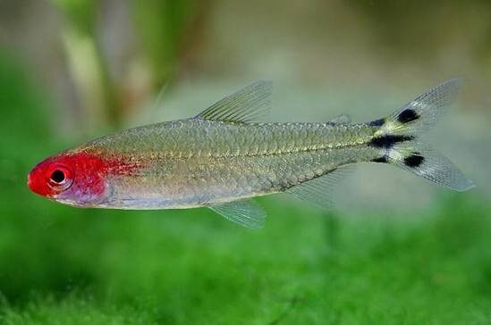 Rotkopfsalmler / Hemigrammus bleheri