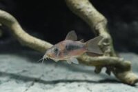 Metallpanzerwels / Corydoras aeneus schultzei