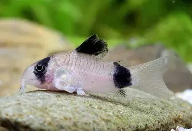 Panda-Panzerwels / Corydoras panda