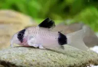 Panda-Panzerwels / Corydoras panda