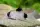 Panda-Panzerwels / Corydoras panda