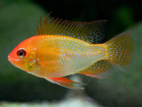 Schmetterlinsbuntbarsch gold / Mikrogeophagus ramirezi gold