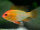 Schmetterlinsbuntbarsch gold / Mikrogeophagus ramirezi gold