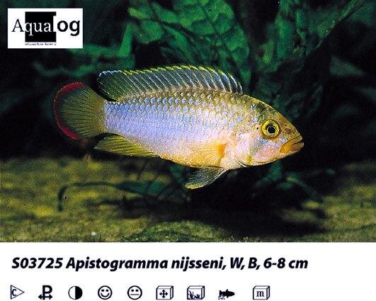 Panda Zwergbuntbarsch / Apistogramma nijsseni