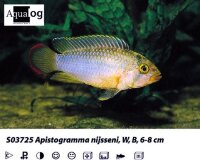 Panda Zwergbuntbarsch / Apistogramma nijsseni