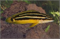 Gelber Schlankcichlide / Julidochromis ornatus