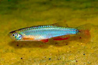 Schillerbärbling / Brachydanio albolineatus