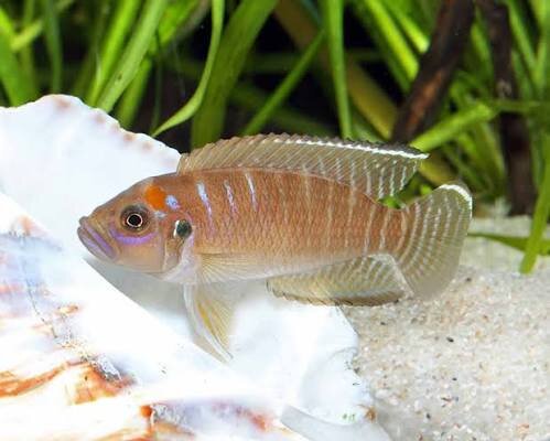 Gebänderter Schneckenbuntbarsch / Neolamprologus brevis