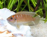 Gebänderter Schneckenbuntbarsch / Neolamprologus brevis