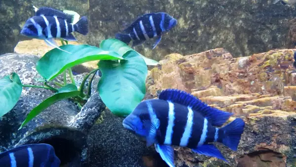 Tanganjika-Beulenkopf Buckelkopf-Buntbarsch / Cyphotilapia frontosa